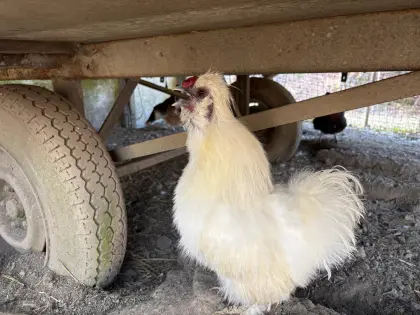 Seidenhahn ca. 1 Jahr alt