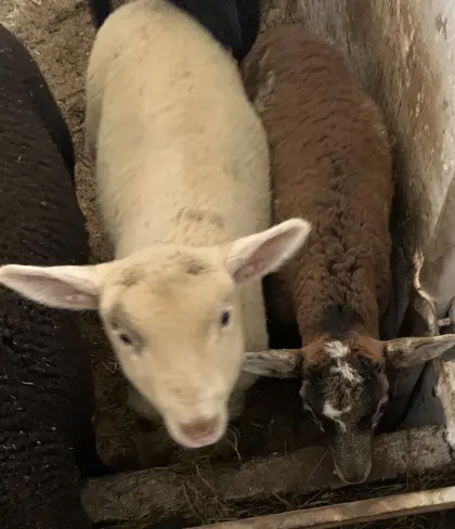 Jura-und Juramischlingslämmer abzugeben