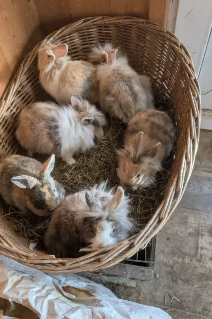 Löwenkopf Zwergkaninchen in allen Farben (laufend)