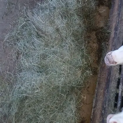 Heuballen belüftet