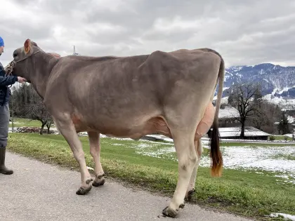 Brown Swiss Tiere