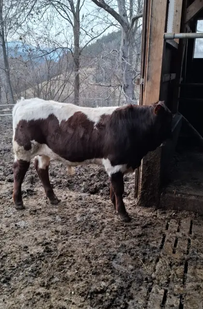 Reinrassiger Original Pinzgauer Einsteller