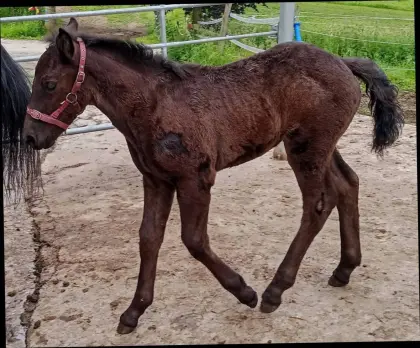 Glanzrapp Hengstfohlen Zschini Schaunitz