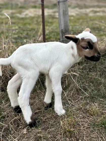 Kamerun-Schafbock (weiß gemustert)