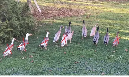 Laufenten zu verschenken