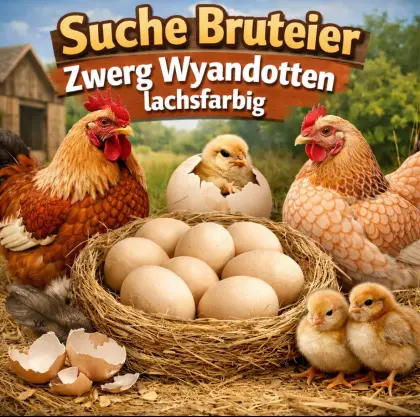 Suche Bruteier Deutsche Zwergwyandotten lachsfarbig