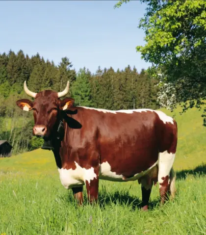 Suche Pinzgauerkalbin