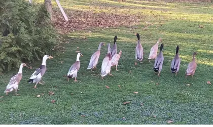 Laufenten zu verschenken