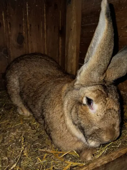 Grauer Riesenrammler