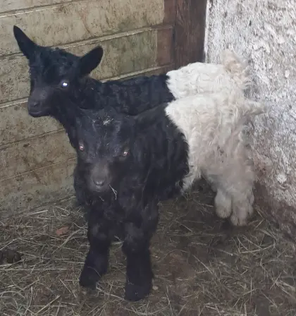 Walliserschwarzhalsziegen Bockkitze