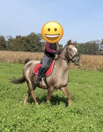 Reitpony