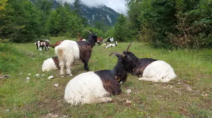 walliser schwarzhalsziegen