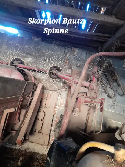 Skorpion Bautz Spinne