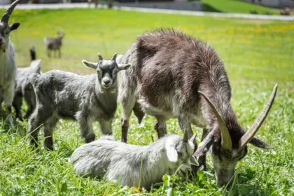 Blobe Ziegen und Kitz