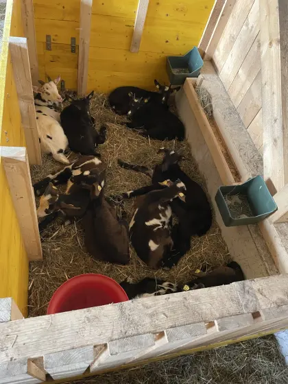 Tauernschecken Kitze