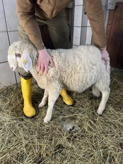 Verkaufe Bergschaf Kärntner Brillenschaf Widder