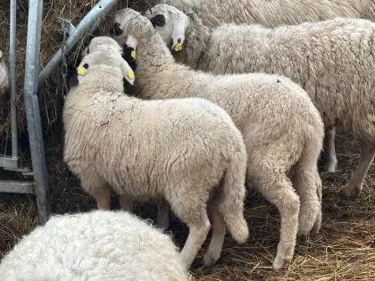 Kärntner Brillenschaf BIO