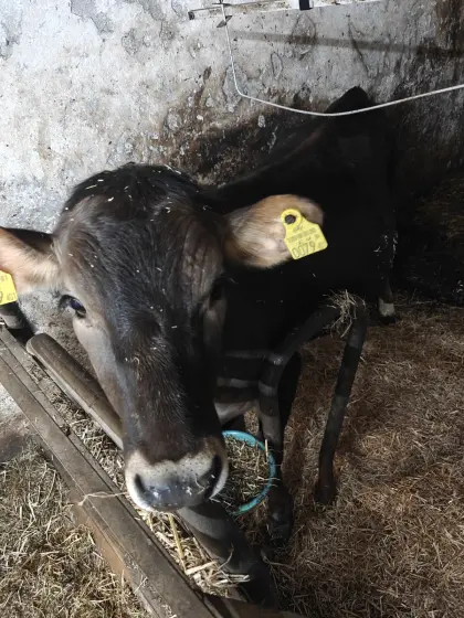 Sell Jersey young cattle