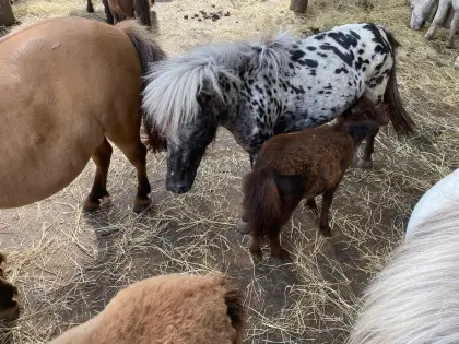 Tigerstute abzugeben