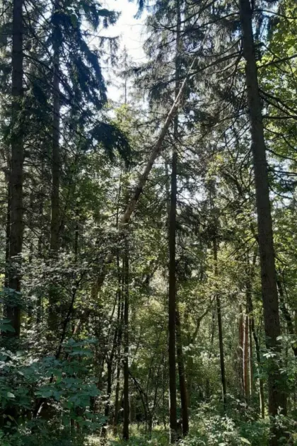 Wald in Linz/Urfahr und Bezirk Urfahr-Umgebung gesucht