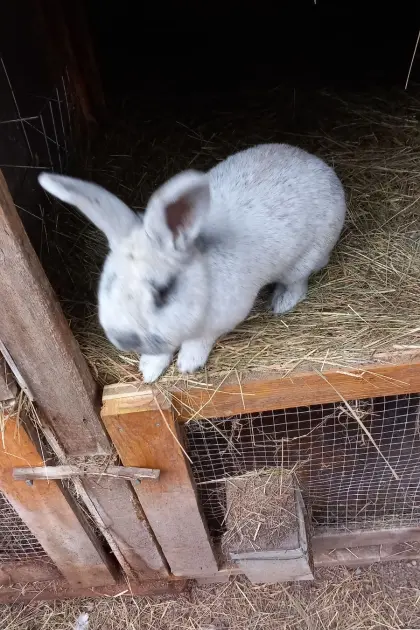Kaninchen, Großsilber Hell