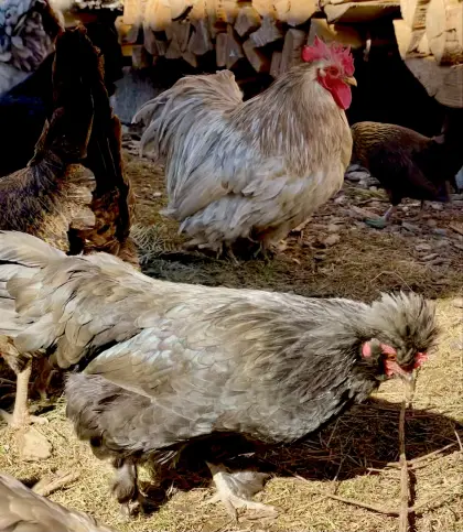 Zwerghühner Zwergseidenhühner Paduaner