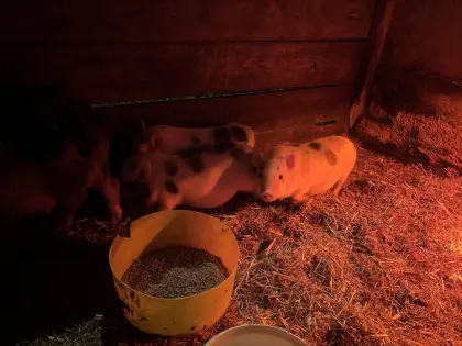 Mini Schweine