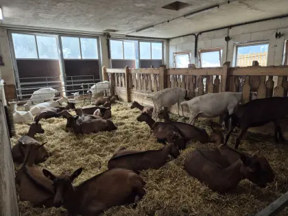 Zwei Erstlingsziegen