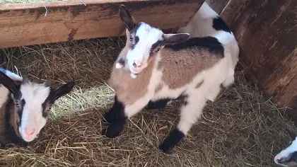 Steirische Scheckenziegen Kitze abzugeben