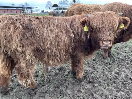 Jungbulle Highland cattle