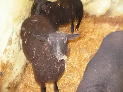 6 Monate junger Jura-Widder