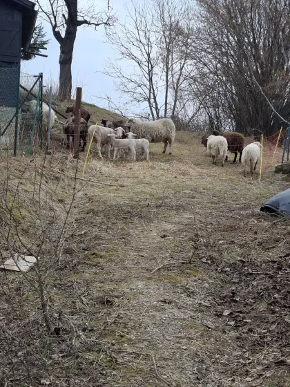 Schafherde zum Abgeben