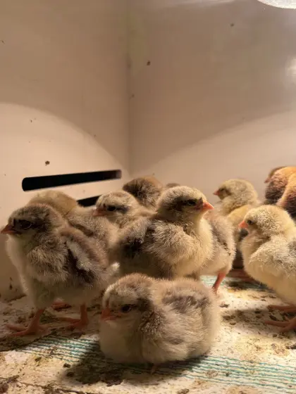 Zwerg-Wyandotten Bruteier