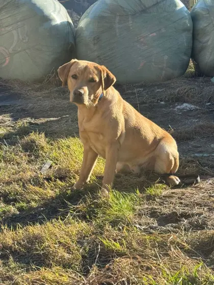 Labrador mit Ahnentafel