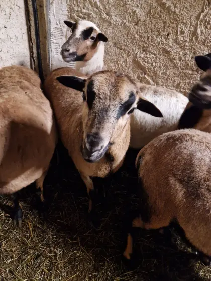 Kamerunschafe, Auen und sehr zutraulicher Bock