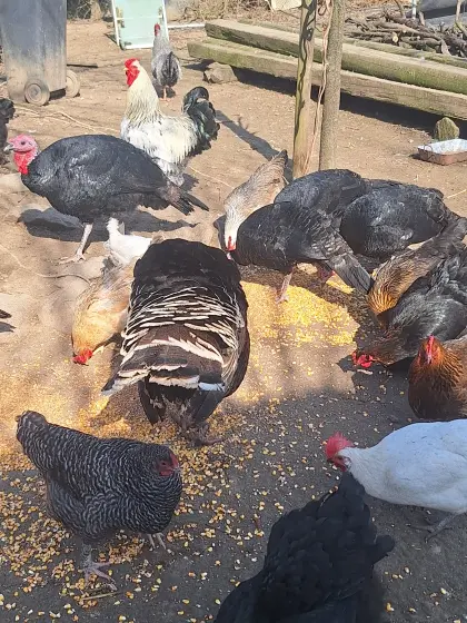 Verkaufe Wildputen, schwarz und silber, das Stk. um € 60,-