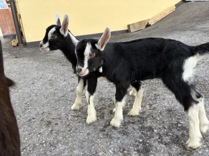 Verkaufe Bündner Strahlenziege genetisch hornlos plus 2 Kitz