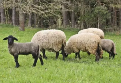 Suche das ganze Jahr Lämmer und Altschafe