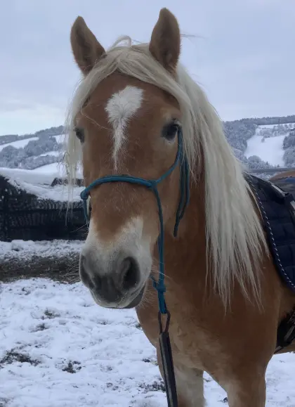 Wallach zu verkaufen