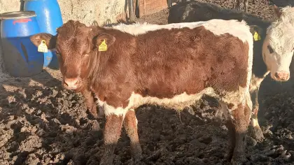 Bio Ochse Einsteller Fresser