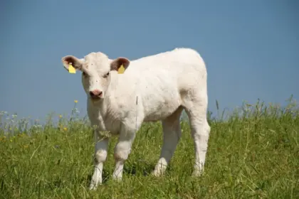 Suche Charolais Kalbin
