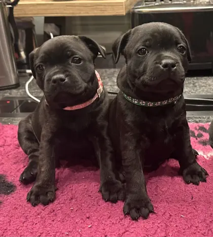 Staffbull Welpen suchen liebevolles Zuhause