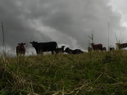 Verkauf 3 Stk reinrassigen Anguskalbinnen