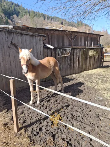 Verkauf Haflinger Hengstfohlen