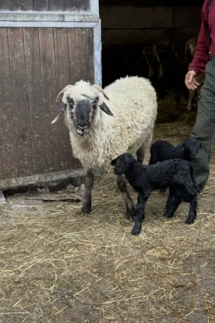 walliserschafmix mit jura mix lämmer