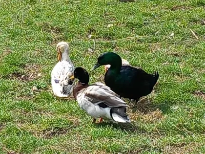 Enten-Bruteier zu verkaufen