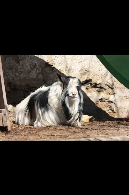 Zwergziegen suchen neues Zuhause