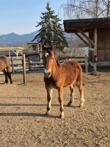 Pony Stute, Jährling 140 cm Endmaß