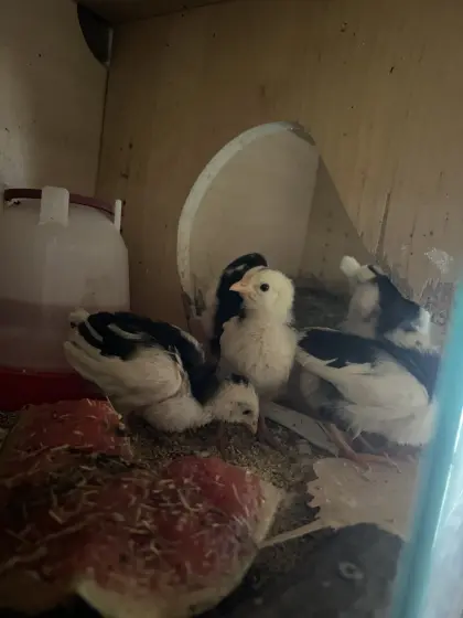 Leghorn Exequer, La Fleche, Küken