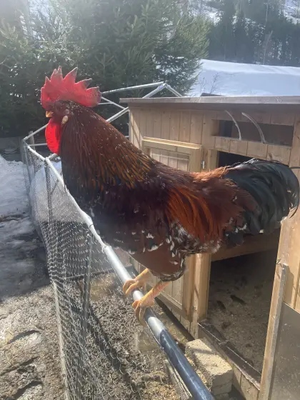 Schwedischer Blumenhahn